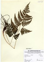 藏品(台東鱗毛蕨)的圖片